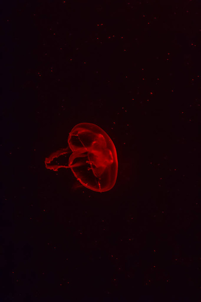 Red jellyfish glowing in the dark background.  - Foto, afbeelding