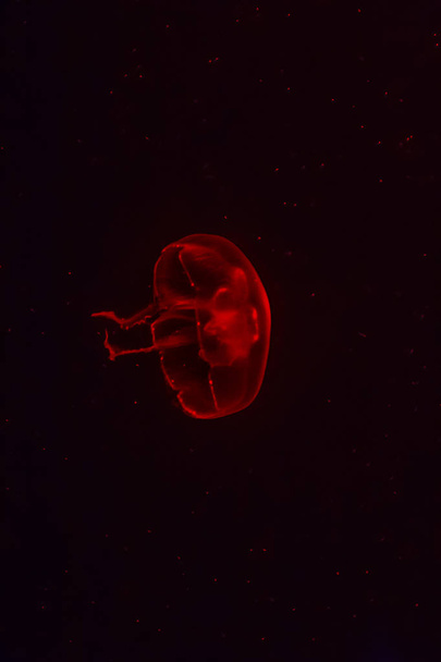Medusas rojas brillando en el fondo oscuro
.  - Foto, Imagen