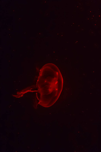 Red jellyfish glowing in the dark background.  - Foto, Bild