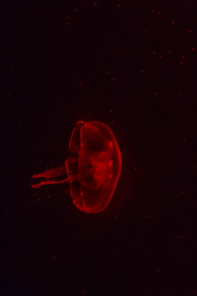 Red jellyfish glowing in the dark background.  - Photo, image