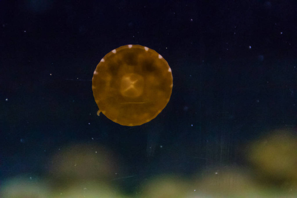 Orange jellyfish glowing in the dark background. - Foto, afbeelding