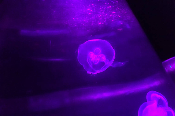 Beautiful purple jellyfish glowing in the dark background.  - Foto, Imagen