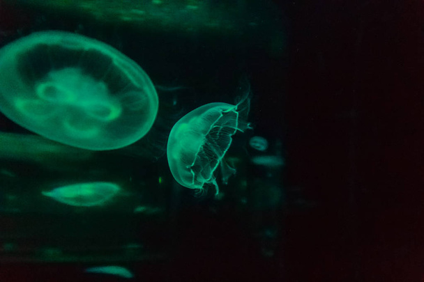 Beautiful soft blue jellyfish glowing in the dark background.  - Zdjęcie, obraz