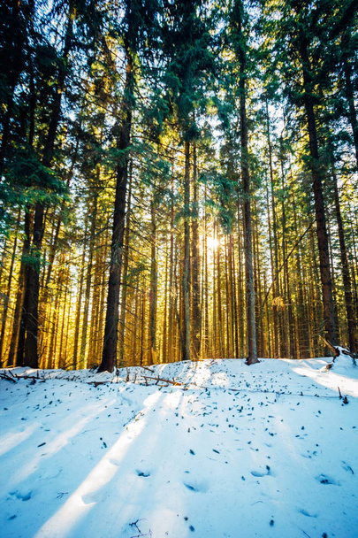 Winter Carpathian forest at the sunset - Photo, image