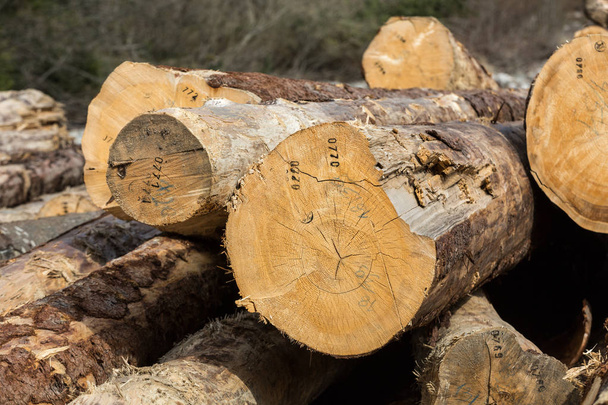 Los troncos de pino largo aserrados de diferentes tamaños se encuentran en el suelo
. - Foto, imagen