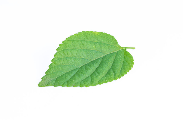 Leaf on a white background - Photo, Image