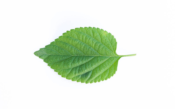 Leaf on a white background - Photo, Image