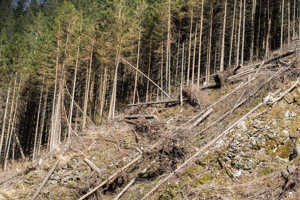  Forest being cut down turning into a dry lifeless field - Фото, изображение