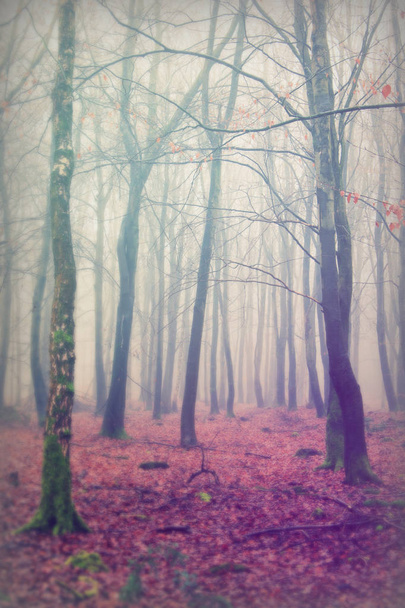 Floresta inglesa em uma manhã enevoada nebulosa
 - Foto, Imagem