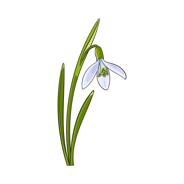 Single galanthus, snowdrop spring flower with stem and leaves - Vektor, obrázek