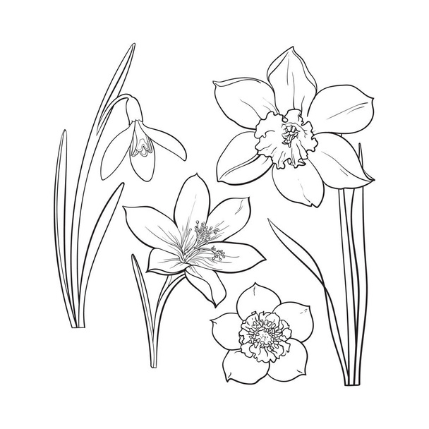 Set of summer flowers, daffodil, snowdrop, crocus, sketch vector illustration - Vektör, Görsel