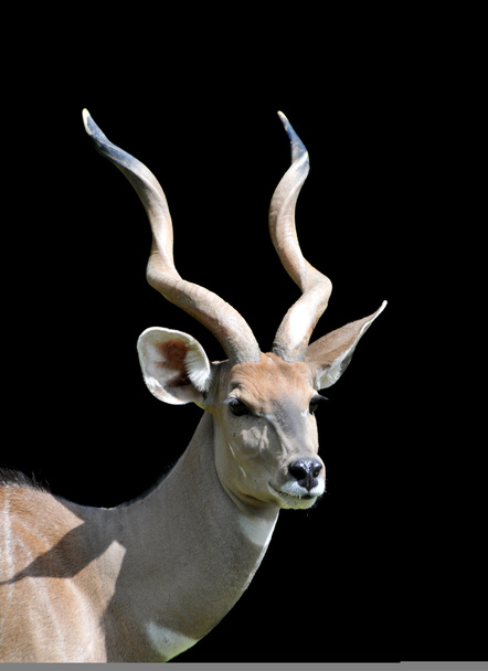 Antelope's portrait - Photo, Image