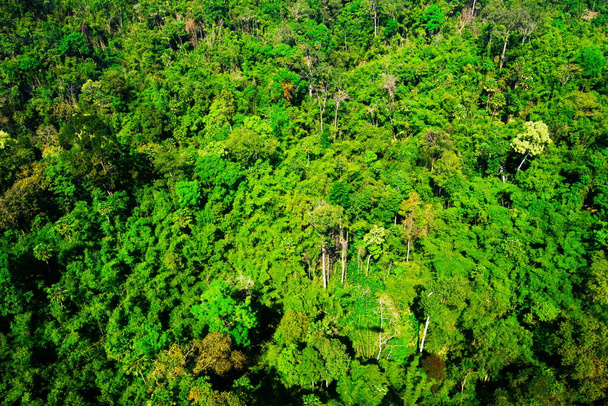 Erdőre néző légi felvétel - Fotó, kép