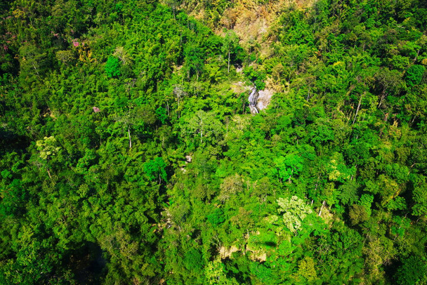 Uitzicht vanuit de lucht op Forest - Foto, afbeelding