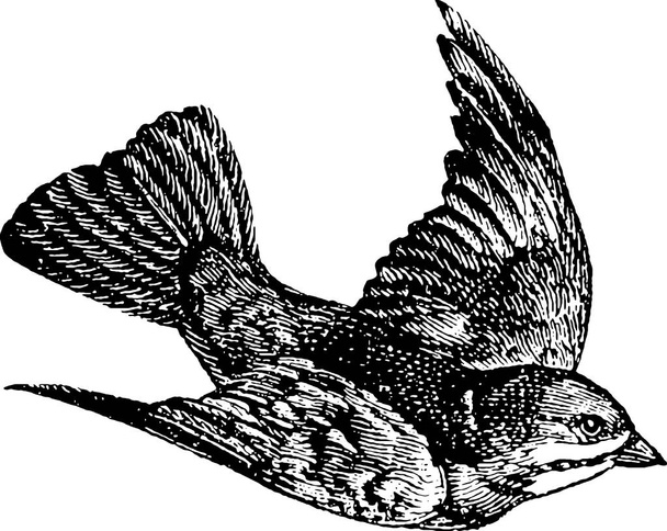 ヴィンテージ画像飛んでいる鳥 - 写真・画像