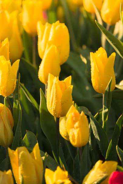 Tulipán. Szép tulipán csokor. színes tulipán. - Fotó, kép