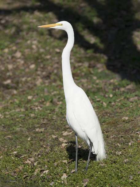 Great egret (Ardea alba) - Photo, image