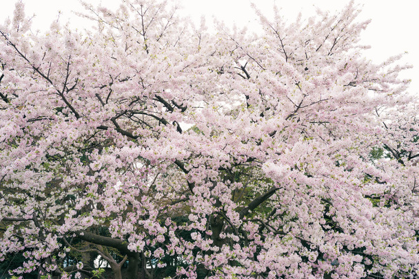 Bello fiore di ciliegio
 - Foto, immagini