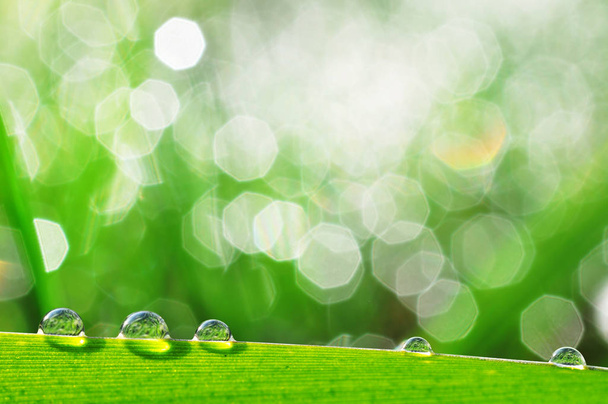 Свіжа трава з краплями роси
 - Фото, зображення