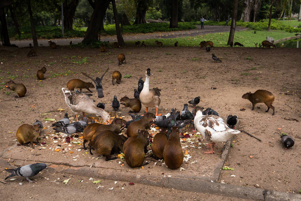 Грызуны и птицы, питающиеся в парке
  - Фото, изображение