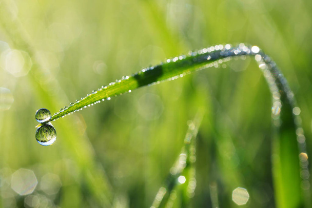 Fresh morning dew - Photo, Image