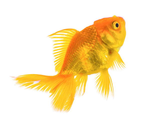 Золотая рыба на белом фоне - Фото, изображение