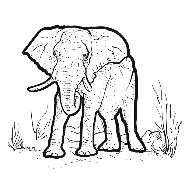 Слон окреслити ілюстрація
 - Вектор, зображення