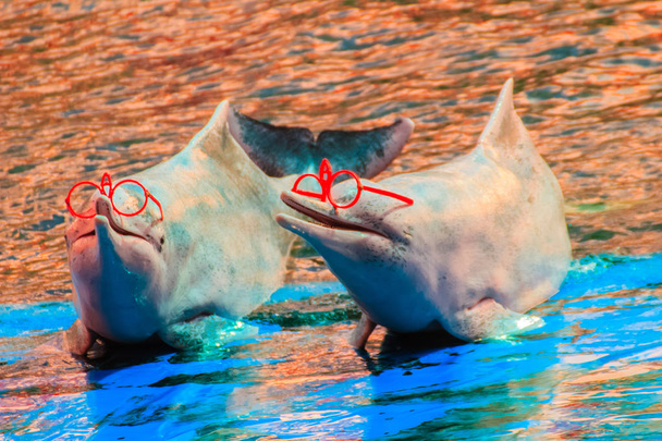 Χαριτωμένο δελφίνι Καμπούρης Ινδο-Ειρηνικού Sousa chinensis, ή ροζ δελφίνι, ή δελφίνι κινέζικο λευκό φοράει sunglass και χορευτικά shows στην πισίνα. - Φωτογραφία, εικόνα
