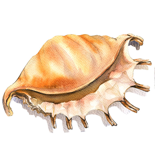 Sea cockleshell, shell closeup isolated, watercolor illustration on white - Photo, Image