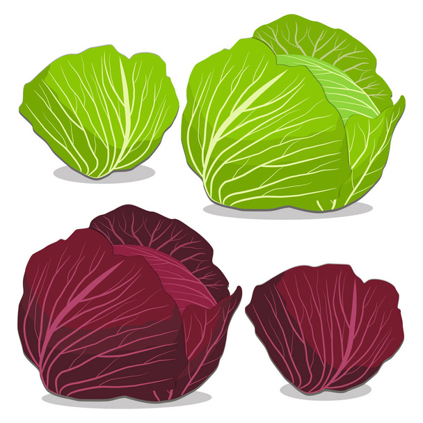 repollo rojo vegetal maduro
 - Vector, Imagen