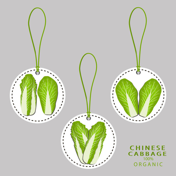 érett növényi kínai kel - Vektor, kép