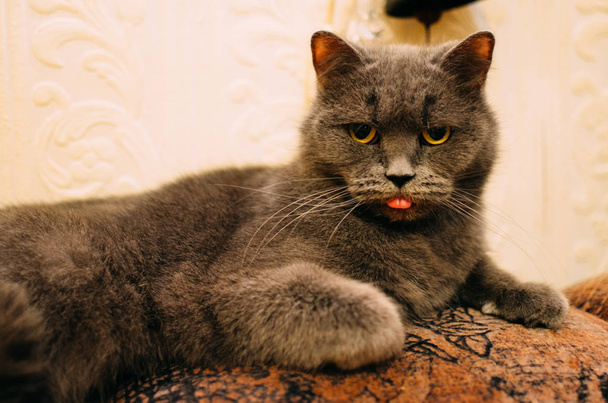 Um gato agitado está com fome: Ele está olhando e mostrando sua língua
 - Foto, Imagem
