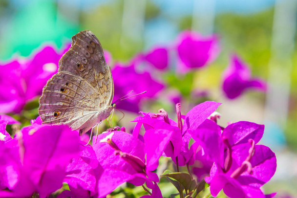 der Schmetterling und die Blumen, Schmetterlingsgarten Bougainvillea flowe - Foto, Bild