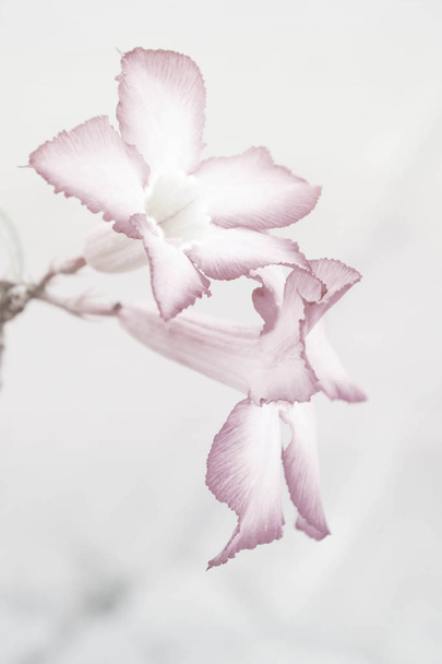 flor estilo abstracto con fondo suave
 - Foto, Imagen