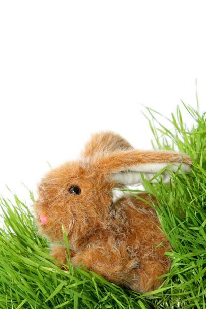 Великодній заєць
 - Фото, зображення
