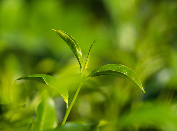 Close-up fresh tea leaves on tea bushes in a plantation - Foto, Imagen