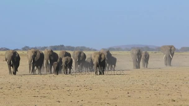 Elefantenherde läuft an einem heißen Tag durch die ausgetrocknete Savanne - Filmmaterial, Video