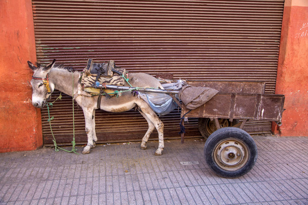 Oslík s nákladem v Marrákéši - Fotografie, Obrázek