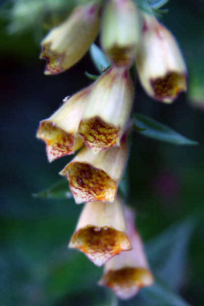 Foxhanska keltainen kello kukka
 - Valokuva, kuva