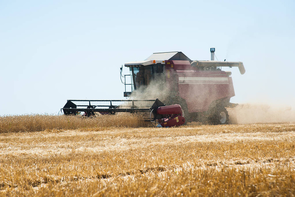 Combinar cosechadoras en un campo de trigo
 - Foto, imagen