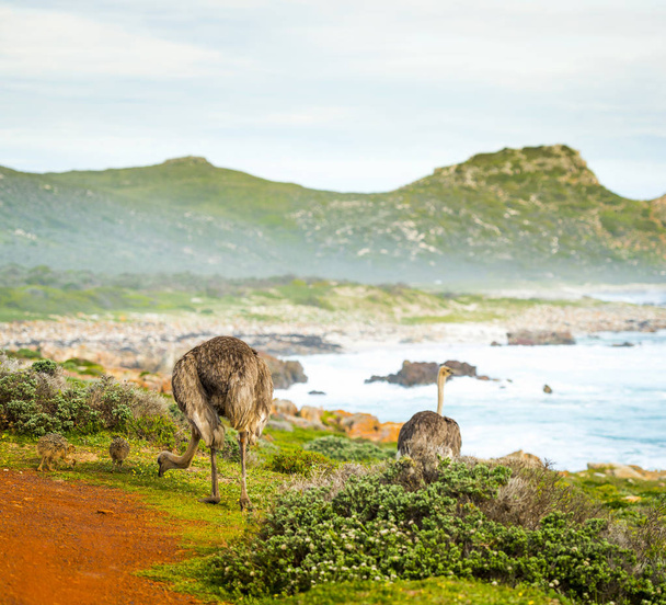 Struisvogels en Chicks naast de Oceaan - Foto, afbeelding