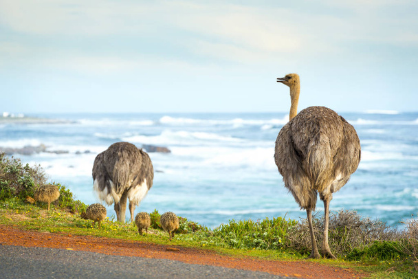 Ostriches And Chicks Beside Ocean - Photo, Image