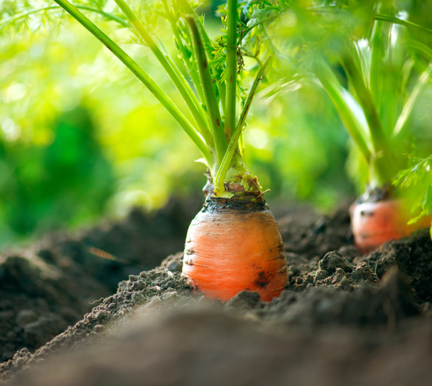 Organic Carrots. Carrot Growing Closeup - Photo, Image
