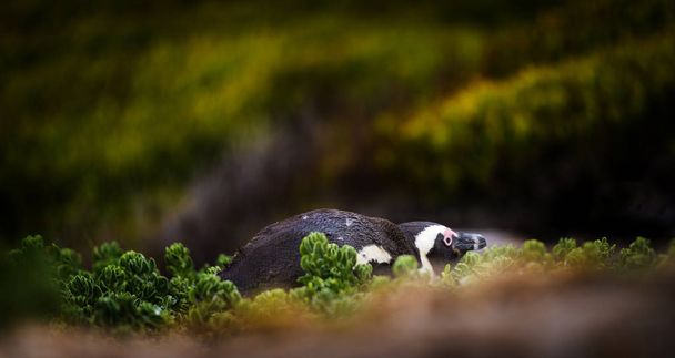 Félénk Pápaszemes pingvin - Fotó, kép