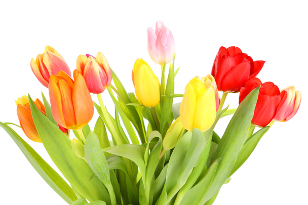 colorful tulips with white background - Фото, изображение