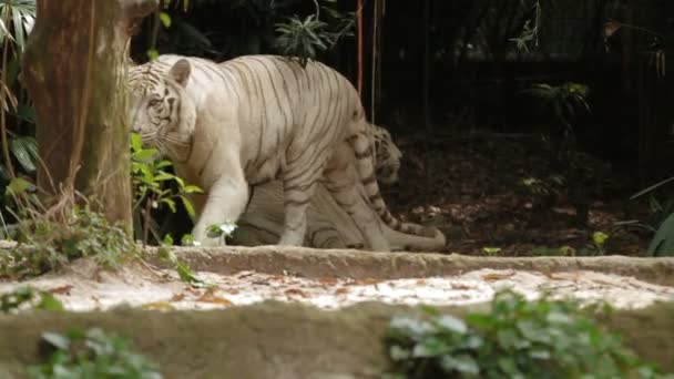 Relaksujące biały tygrys bengalski, park w Singapurze. - Materiał filmowy, wideo