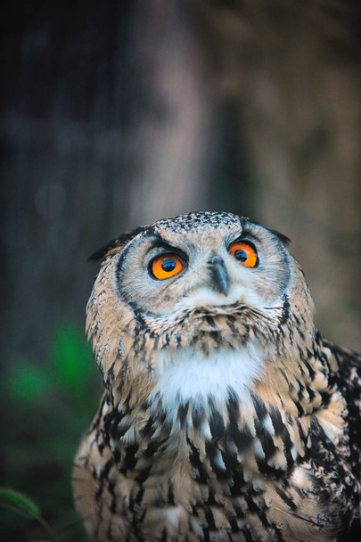 OWL LOOKING UP - Photo, Image