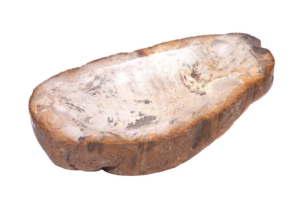 Kawałek skamieniałego drewna  - Zdjęcie, obraz
