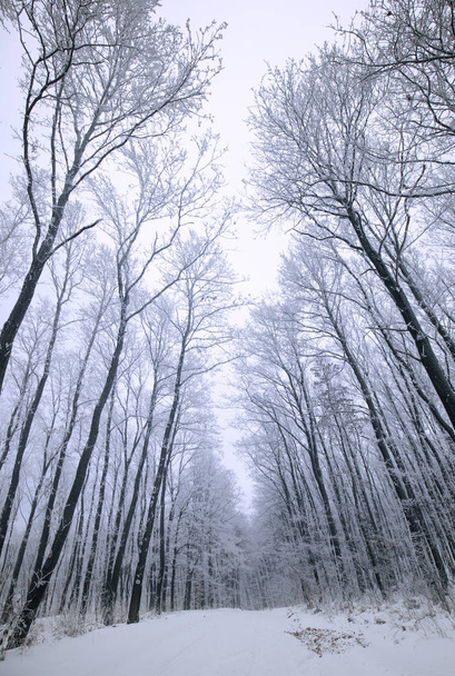 Snowy forest in winter at wide angel view - Fotó, kép