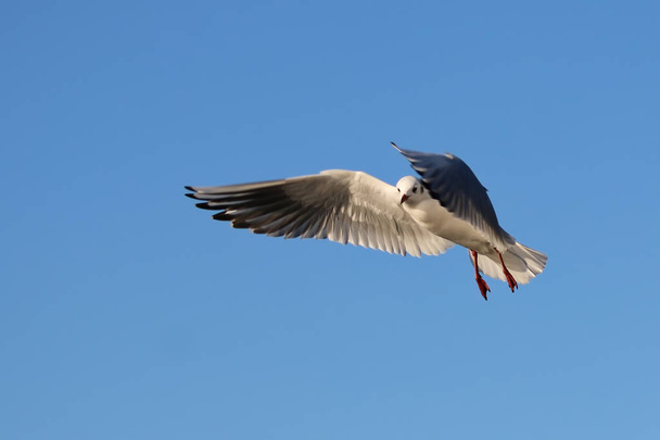 Gull in flight with wings open - Photo, Image